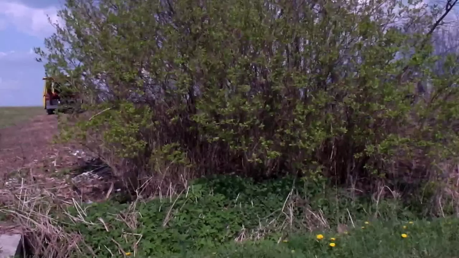 zuk-kozieglowy-czysci-prywatna-dzialke-starosty-z-pis-nagranie-z-28-04-2022.mp4