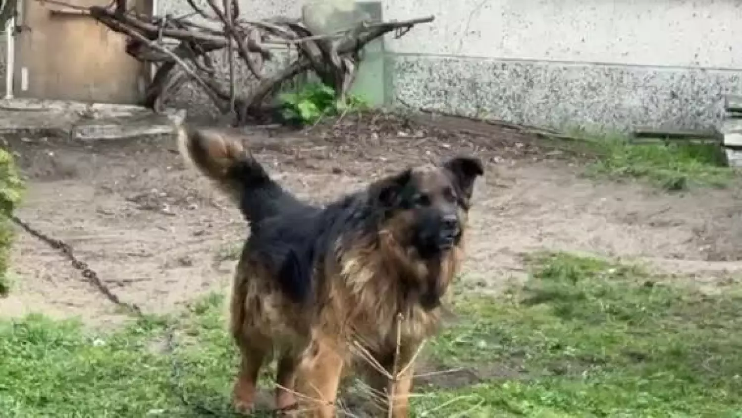 bambo-owczarek-niemiecki-z-ulicy-dywizjonu-303.mp4